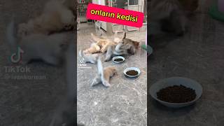 benim obez şişko kedim 😢 kedi [upl. by Randene]