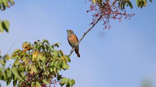 חכלילית עצים  Common redstart [upl. by Sanfourd]