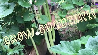 Crazy for CUCUZZI Aka CucuzzaThis DELICIOUS Italian gourd grew from mini to MASSIVE in 19 DAYS [upl. by Means820]