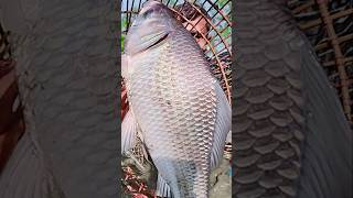 Asian Country Fishing shorts  Amazing Rural Fishing Video 🐟 Best Asian Fishing Technique shorts [upl. by Marteena737]