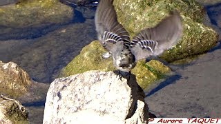 Bergeronnette grise juvénile  Faune de France [upl. by Paehpos]