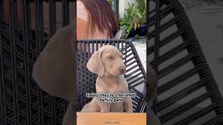 WEIMARANER 101 UNDER 60 SECONDS [upl. by Aretha]