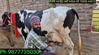 ਸੱਜਰ ਸੂਈਆ ਦੋ ਗਾਂਵਾਂ ਵਿਕਾਊ two cow for sale best qulity top cow sale [upl. by Chev]