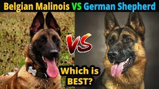 Belgian Malinois VS German Shepherd Which is Best  Dog vs Dog  TUC [upl. by Enaamuj]