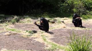 Bonobos voedermoment  Bonobo feeding time  Planckendael [upl. by Nahgaem406]