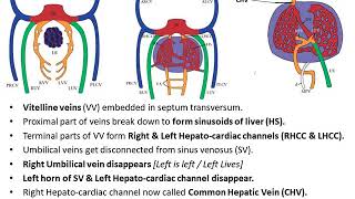 Embryological Development of Veins [upl. by Lalo]