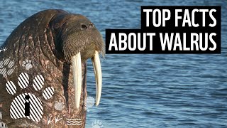 Top 10 Walrus Facts  Animal Fun Facts  WWF [upl. by Udale]