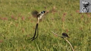 Male PINTAILED WHYDAH Courtship Dance played out at 3 speeds amp Mating [upl. by Silber]