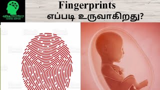 How do fingerprints form  Tamil  Arinthu Kolvom [upl. by Rett]