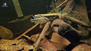 WC Apistogramma cf Cacatuoides Rio Purus [upl. by Olbap778]