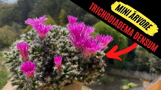 Como criar uma mini árvore com uma Trichodiadema Densum  Conhecida como Bonsai Africano  suculenta [upl. by Merow]