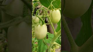 shots plantas tomateros viralvideo jesus te ama [upl. by Gypsy]