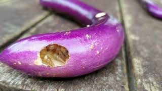 Tiny snails family Subulinidae eating eggplants [upl. by Anair]