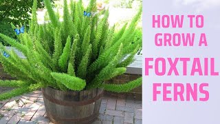 How To Care For Foxtail Fern Plant  How To Grow Foxtail Fern In Winter [upl. by Locin203]