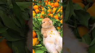 This little rabbit is a juicer right Cute pet debut plan rabbit rural cute pet [upl. by Tomlinson]