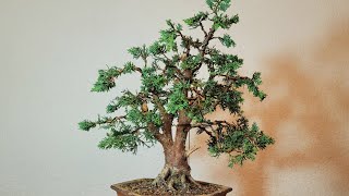 Bonsai Juniper  Juniperus chinensis Blaauw [upl. by Alby]