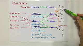 ANATOMİ17KONUKasların Sinir Seviyeleri pleksus brachialis [upl. by Tarrant]