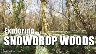 Exploring Sussex The Snowdrop Woodland Walk [upl. by Nnylecoj]