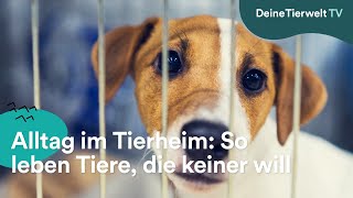 Alltag im Tierheim So leben Tiere die keiner will [upl. by Randa412]