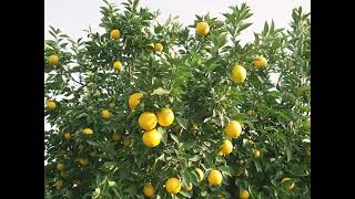 Innovate your citrus growing practices with Koppert [upl. by Leibrag]