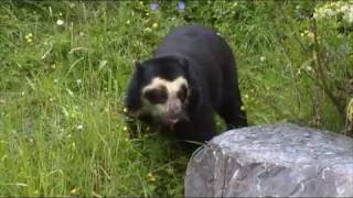 Spectacled Bears at Chester Zoo [upl. by Aleetha]