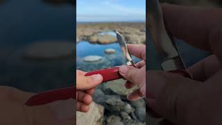 Victorinox Picnicker Custom Swiss Army Knife  8237aU BeachWaves ASMR [upl. by Benedict]