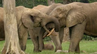 The Bull Elephant Playground  Natural World Forest Elephants  BBC Earth [upl. by Aneehsyt907]