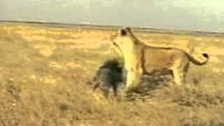 Lion Vs Warthog Amazing [upl. by Pulling284]