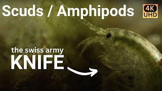 Amazing Amphipods  narrated cinematic nature video 4k [upl. by Eruot579]