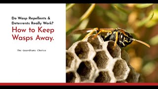 10 Ways to Keep Wasps Away From You and Your House  The Guardians Choice [upl. by Arais]