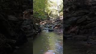 Beautiful Forest Sounds🌿🌊relaxing nature relaxation naturesounds forest calm [upl. by Arihay]