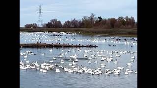 Colusa National wildlife refuge [upl. by Milan]