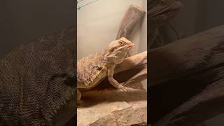 Hornworm didn’t stand a CHANCE beardeddragon leatherback Hornworm feeding [upl. by Naot]