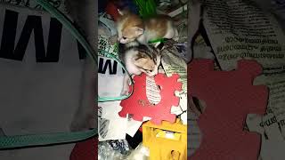 Finely kittens are opened their eyes🥰subscribe cute shorts [upl. by Ilac]