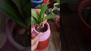 Clay pot DIY💗💗houseplants balconygardendiy [upl. by Leblanc]