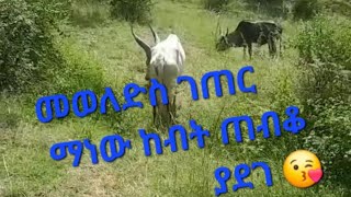 መወለድስ ገጠር ማነው ከብት ጠብቆ ያደገ [upl. by Netsew193]