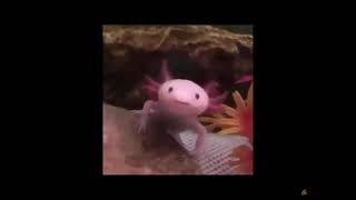 Cute axolotl yawning meme [upl. by Ssyla]