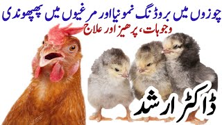 Chicks Brooding Pneumonia  Chicken Aspergillosis  Poultry Farming with Dr Arshad [upl. by Udelle]