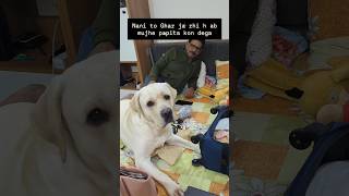 Nani ja rhi h ab mujhe papita kon dega 🥹🐾🐶 labrador pawsomelove cutedog pawsome trending [upl. by Bullard]