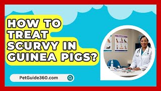 How To Treat Scurvy In Guinea Pigs  PetGuide360com [upl. by Elleinod]