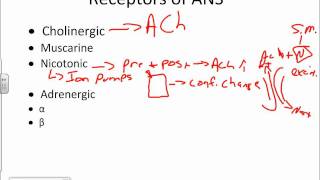 Autonomic Nervous System Physiologywmv [upl. by Semela474]