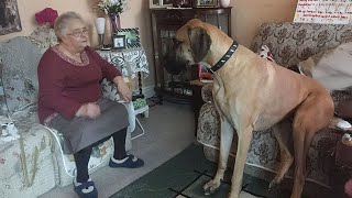 Great Dane Dog will have you Rolling On the Floor Laughing 😂 [upl. by Ayadahs]