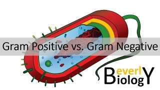 Gram Positive vs Gram Negative Bacteria [upl. by Gordy]