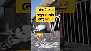 শখের কবুতর মারা গেল 😭😭💔😅 কবুতর vairalshort pigeon kobutor kobutorkhamar bird kabootar kobut [upl. by Dorelle637]