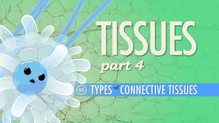 Tissues Part 4  Types of Connective Tissues Crash Course Anatomy amp Physiology 5 [upl. by Dulci]