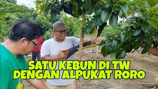 NEKAT 1000 POHON ALPUKAT UNGGULAN DI GANTI DENGAN ALPUKAT RORO [upl. by Enirolf]