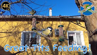 Great Tits Feeding  10 Minutes Of Relaxation  Winter  Bulgaria [upl. by Letsou]