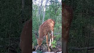 Do you hear this little fawn sniffing❤️shortsviral viral viralvideo real nature youtubeshorts [upl. by Maurice]