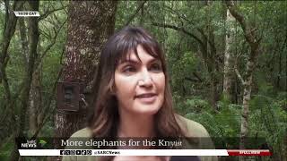 Knysna Forest  Reintroduction of more elephants [upl. by Dalury895]