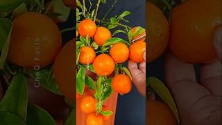 How to Grow Oranges at Home 🍊 Plants shorts farming [upl. by Irahc]